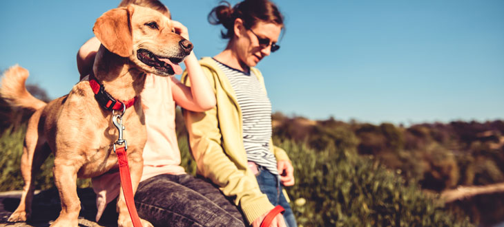  Los perros tienen capacidades auditivas excepcionales. 