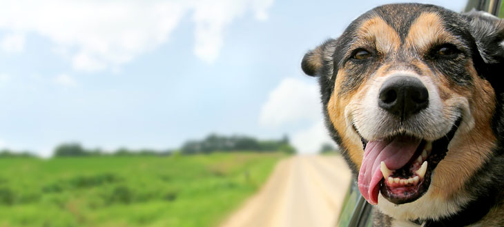  Los perros también pueden tener pérdida de audición. 